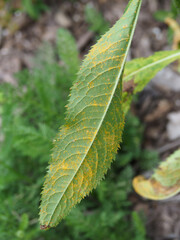 Puccinia vernoniae