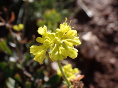 Eriogonum