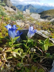 Gentiana platypetala