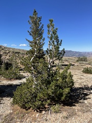 Pinus albicaulis