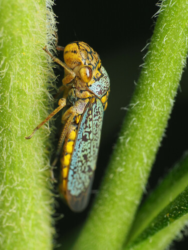 Broad-headed Sharpshooter