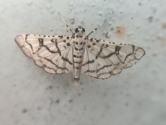 Hileithia rehamalis