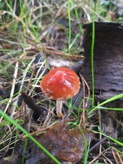 Leratiomyces ceres