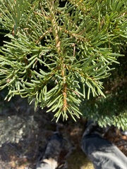 Abies concolor