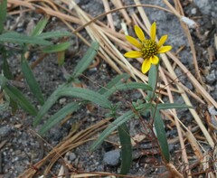Helianthus californicus