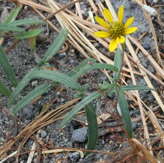 Helianthus californicus