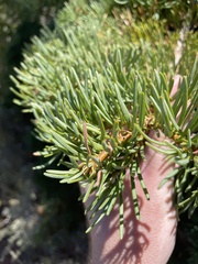 Abies concolor