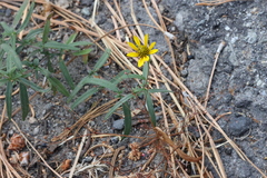 Helianthus californicus
