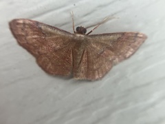 Leptostales pannaria