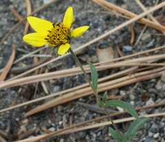 Helianthus californicus