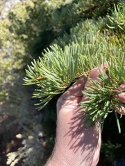 Abies concolor