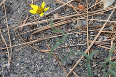 Helianthus californicus