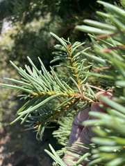 Abies concolor