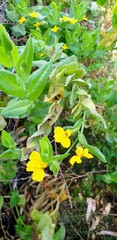 Goodenia amplexans