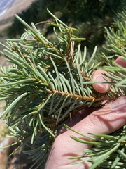 Abies concolor