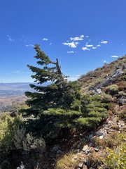 Abies concolor