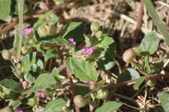Allionia choisyi