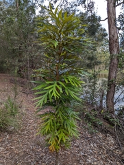 Grevillea baileyana