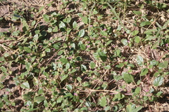 Allionia choisyi