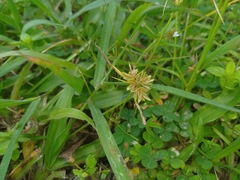 Cyperus pumilus