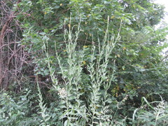 Oenothera curtiflora