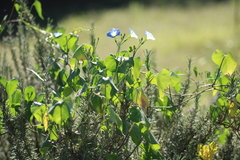 Ipomoea cardiophylla