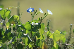 Ipomoea cardiophylla