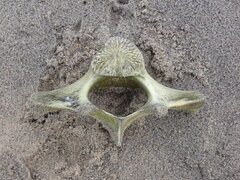 Monodon monoceros