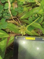 Cyperus pumilus