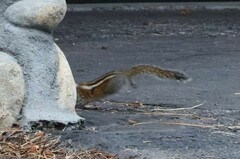 Callospermophilus lateralis chrysodeirus