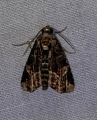 Homophoberia apicosa