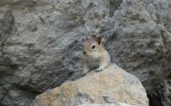 Callospermophilus lateralis chrysodeirus
