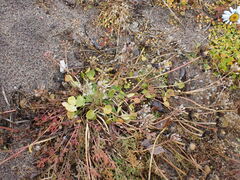 Cochlearia groenlandica