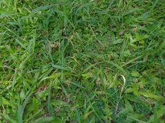 Cyperus pumilus