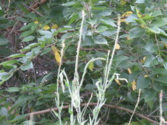 Oenothera curtiflora