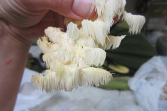 Hericium americanum