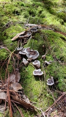 Phellodon niger