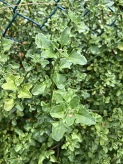 Chenopodium robertianum