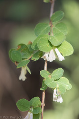 Symphoricarpos rotundifolius