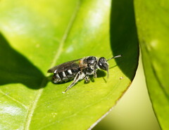 Chilalictus