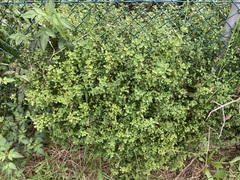 Chenopodium robertianum