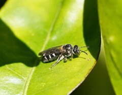 Chilalictus