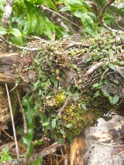 Bulbophyllum pygmaeum