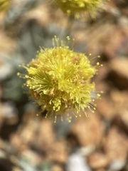 Eriogonum rosense