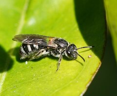 Chilalictus