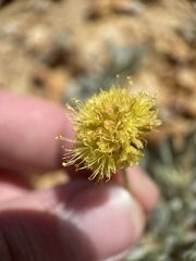 Eriogonum rosense