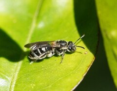 Chilalictus