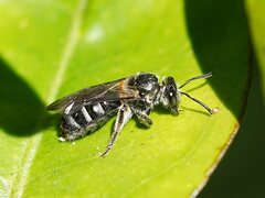 Chilalictus