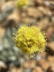 Eriogonum rosense