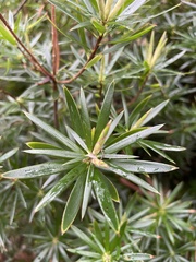 Cyathodes glauca